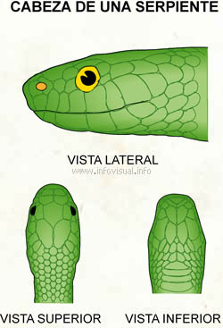 Cabeza de una serpiente (Diccionario visual)